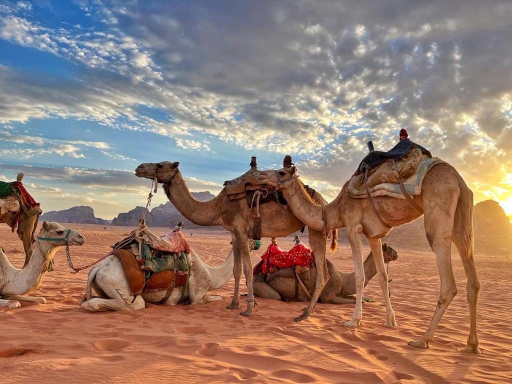 Jordan Camp And Tours Wadi Rum